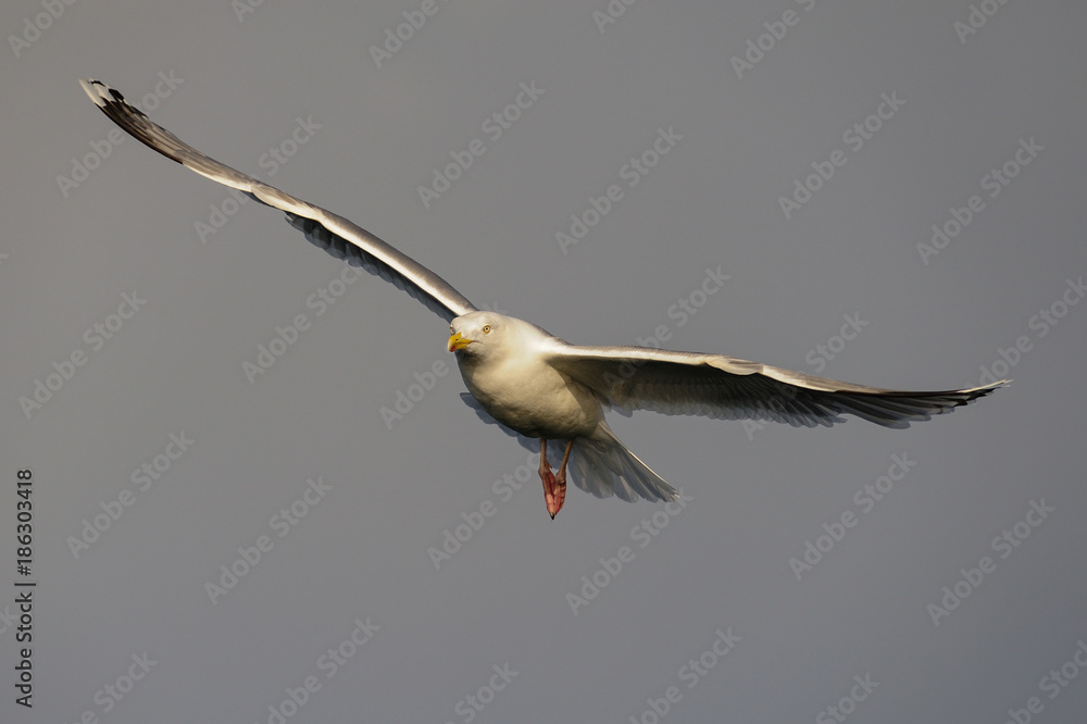 Silbermöwe fliegt am Himmel, Nordsee, Norwegen Silbermöwe fliegt am Himmel, Nordsee, Norwegen