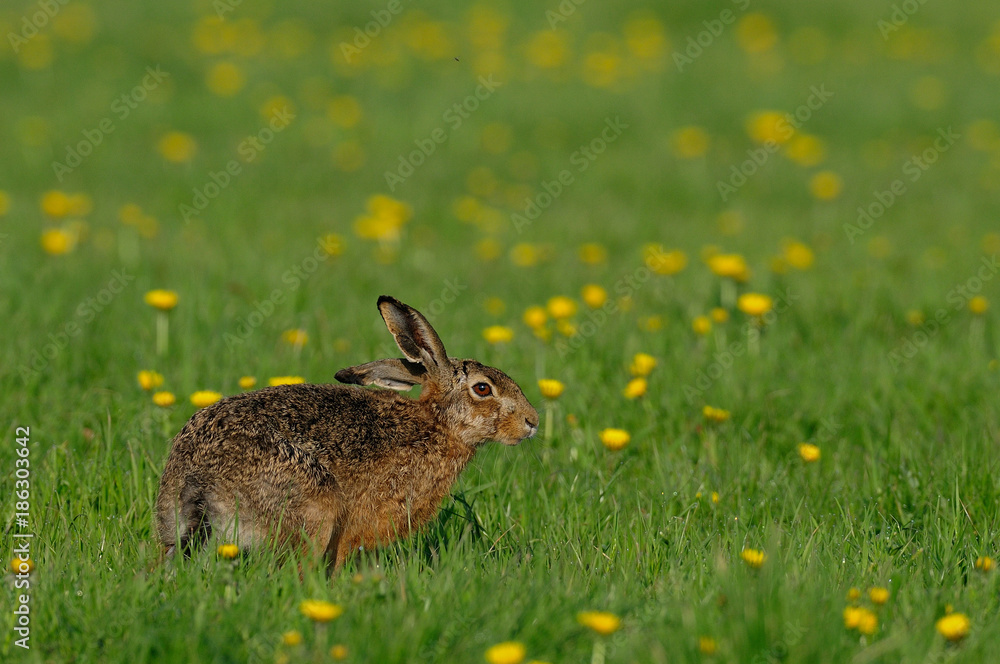 Obraz premium Feldhase sitzt in einer Löwenzahn Wiese, Frühling