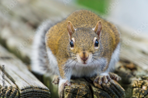 USA, Florida, Cute face of a brown squirrel sitting on a wooden bench