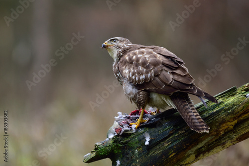 Maeusebussard mit Beute  Winter