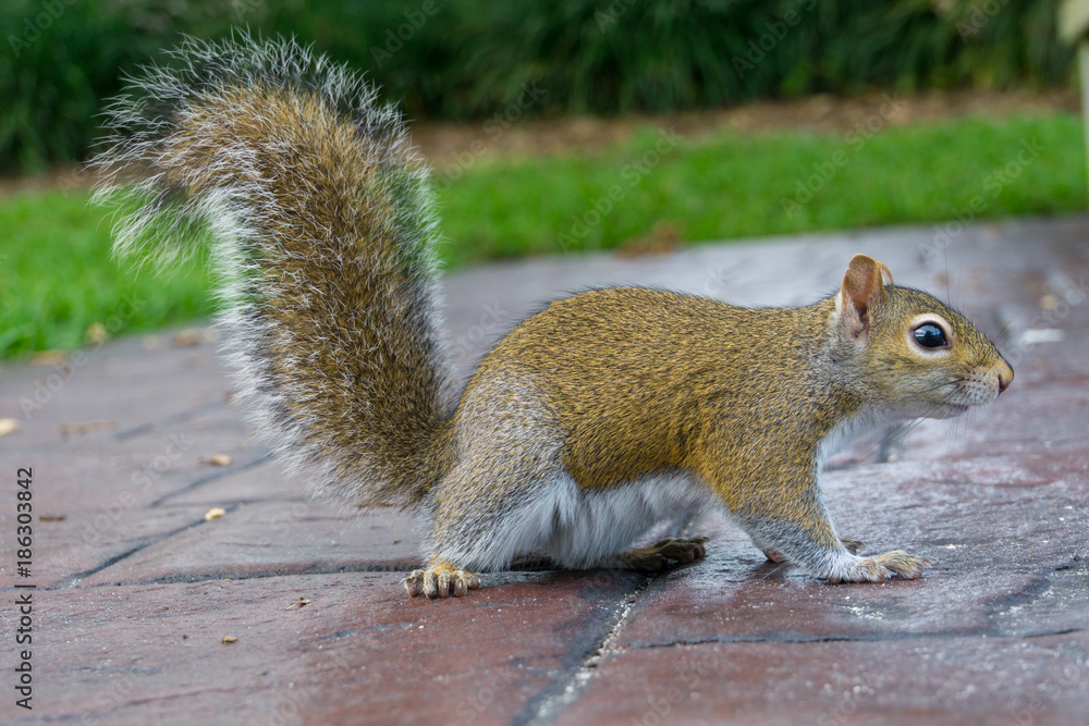 USA, Florida, Side view of a brown squirrel with upright tail and bushy fur