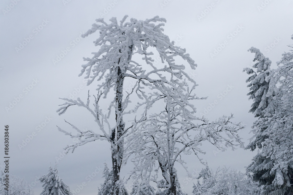 Winter wonderland in Owl Mountains - Poland Winter wonderland in Owl Mountains - Poland
