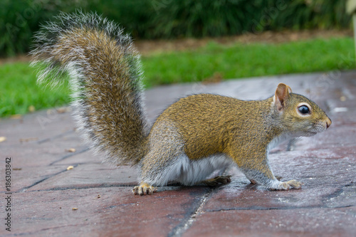 Obraz na płótnie USA, Florida, Side view of a brown squirrel with upright tail and bushy fur w salonie