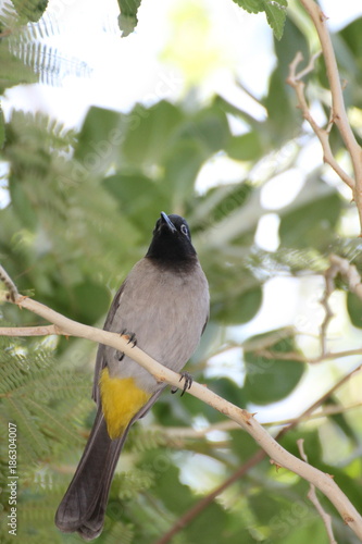 yellow and black head bird in Elat
