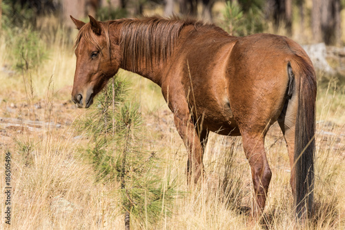 Wild Horse in Northern Arizona