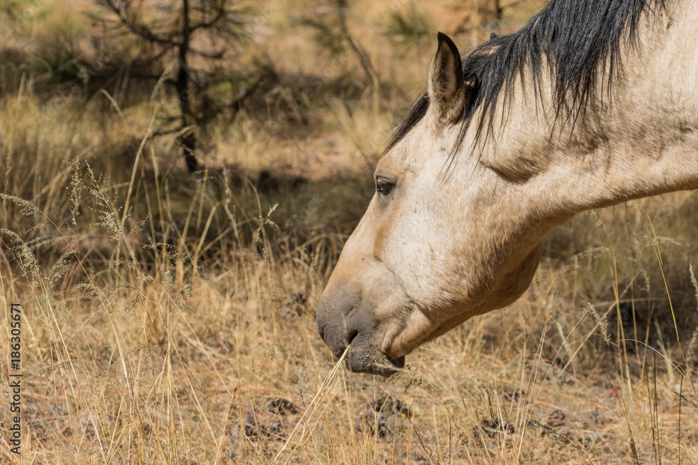 Fototapeta premium Wild Horse Close Up in Arizona