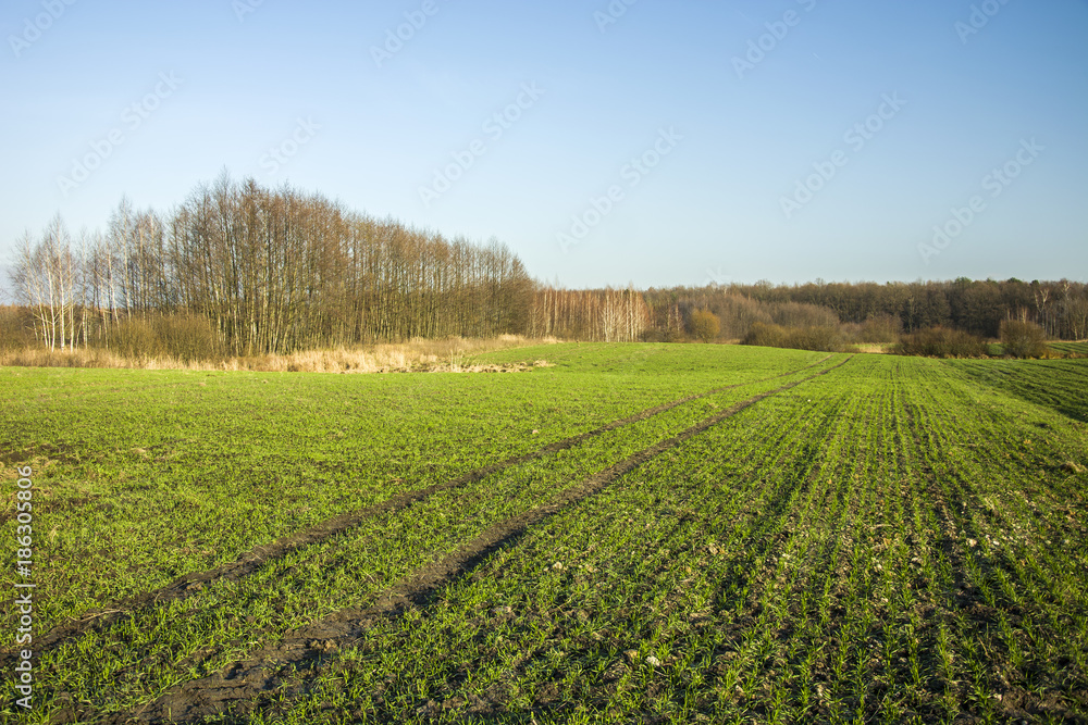 Large green field and wheel tracks, forest and clear sky