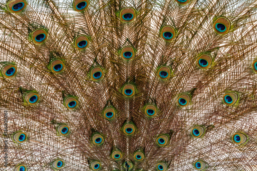 Obraz premium Close-up peacock feathers background
