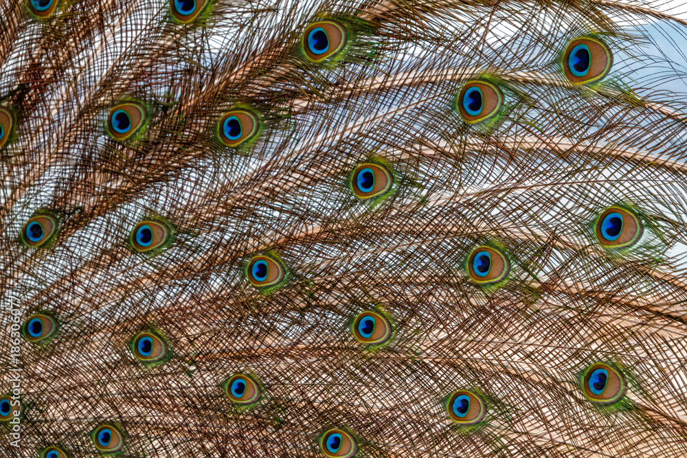 Obraz premium Close-up peacock feathers background