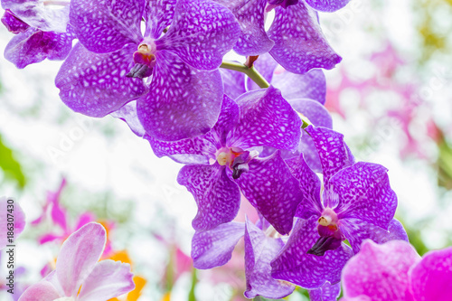 Abstract pattern of purple orchids  Vanda.