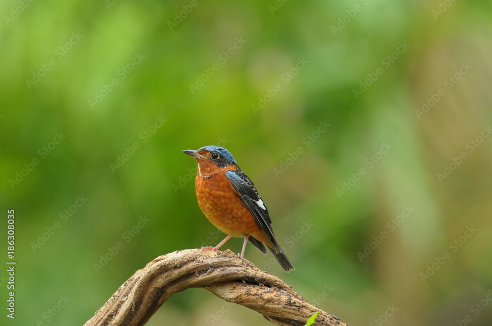 White-throated Rock Thrush White-throated Rock Thrush