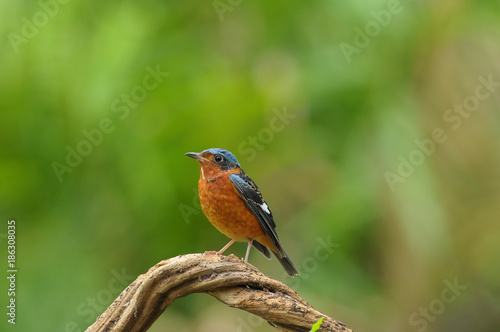 White-throated Rock Thrush