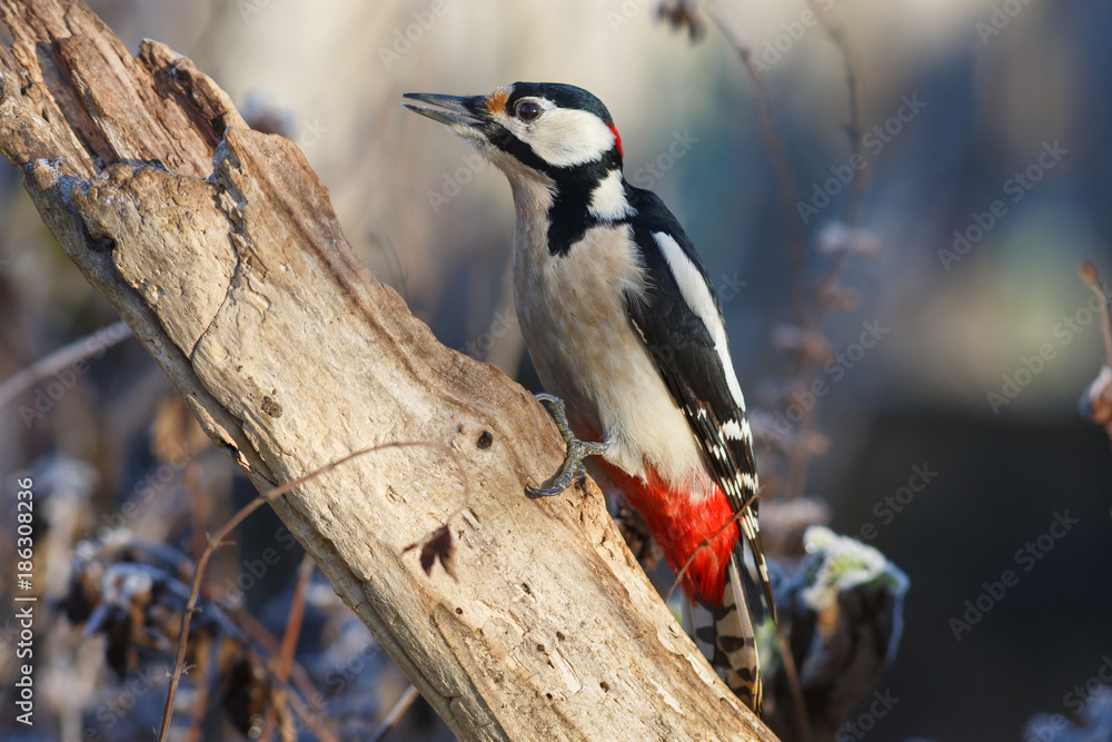 Fototapeta premium Buntspecht