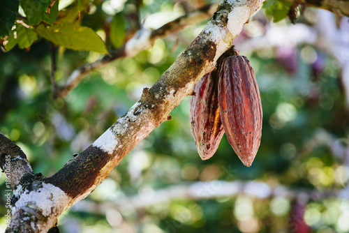 Cacao fruit in the Peruvian rainforest / Peru/ South America