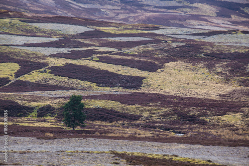 Obraz na plátně Patchwork of heather moorland with an isolated tree in the Cairngorms National P