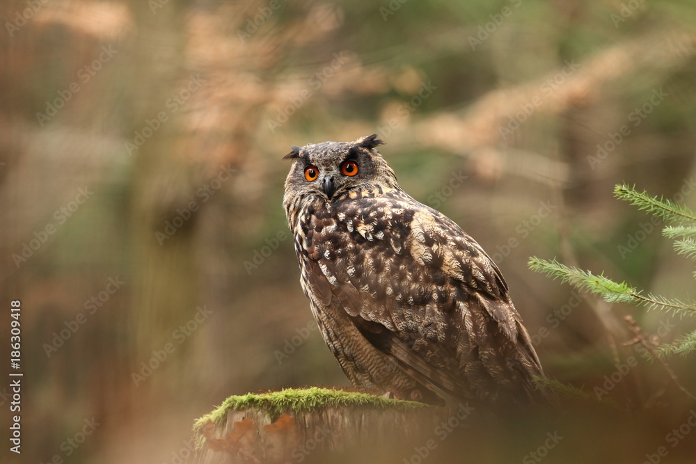 Fototapeta premium Bubo bubo. Owl in a natural environment. Wild nature of Czech. Autumn colors in the photo. Owl Photos.Owl. Photo was taken in the Czech Republic. 