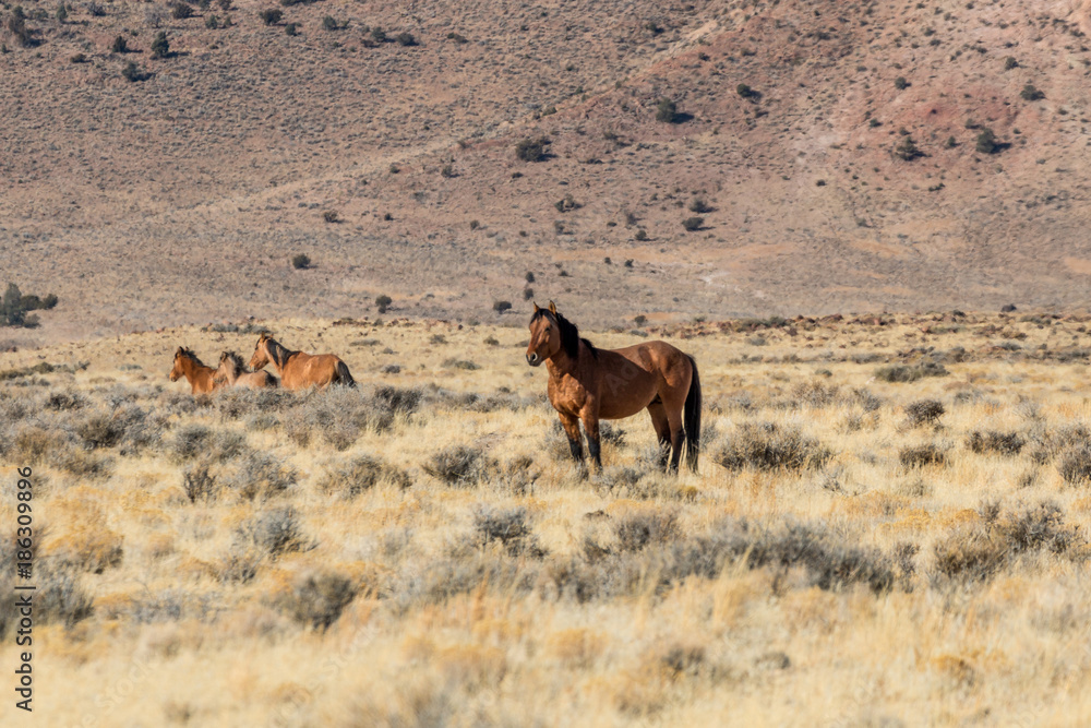 Naklejka premium Herd of Wild Horses in the Desert