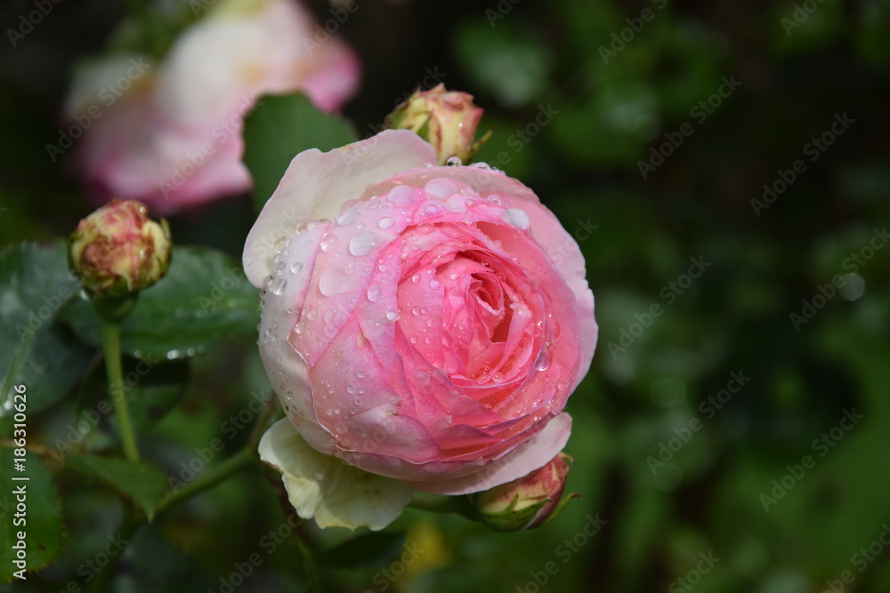 Edenrose Edenrose