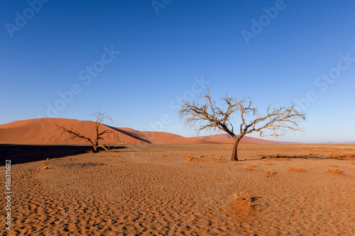 Dead tree in Sossusvlei near Sesriem in famous Namib Desert in Namibia, Africa. Beautiful red sand dunes, amongst the highest in the world, in the background.