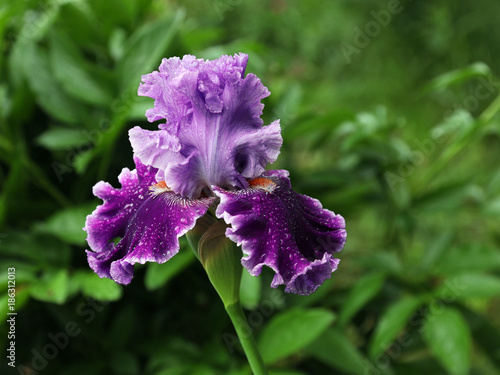 Fototapeta Naklejka Na Ścianę i Meble -  Flowering hybrid iris 