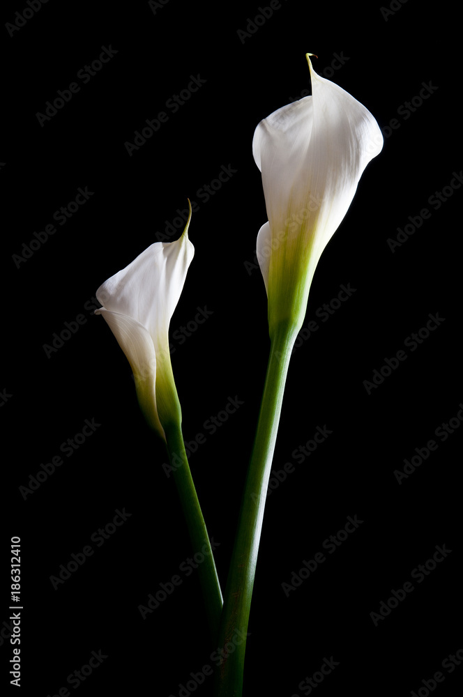 Calla Lily Calla Lily