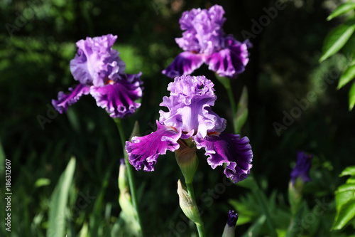 Fototapeta Naklejka Na Ścianę i Meble -  Flowering hybrid iris 