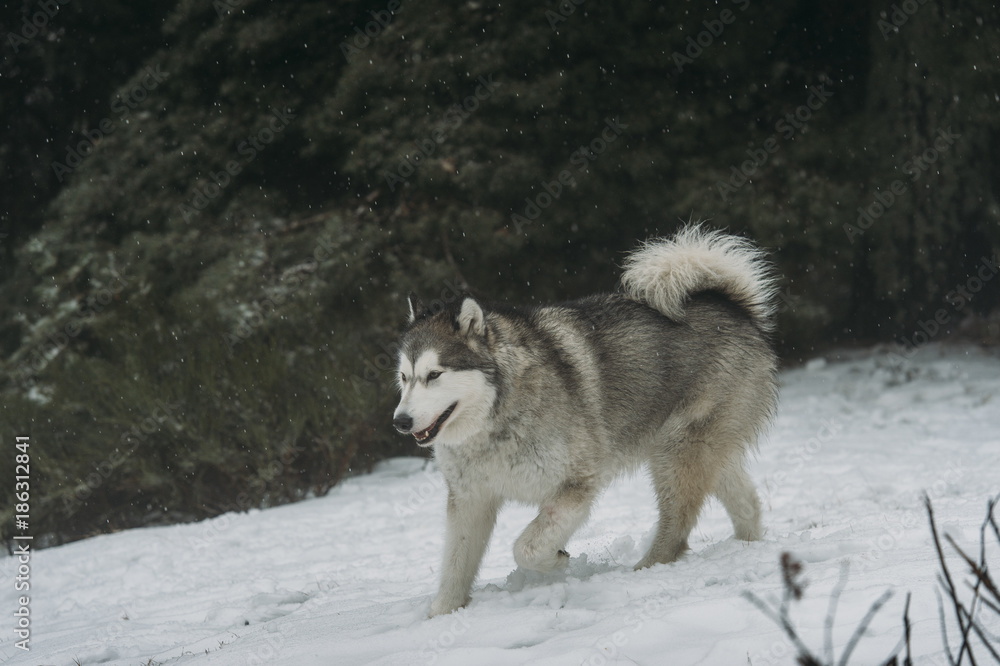Alaska malamute dog in the snow Alaska malamute dog in the snow