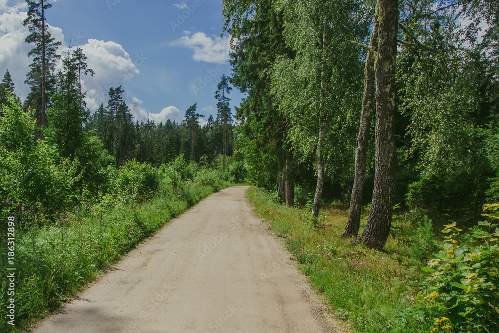 Sandy, empty forest road during sunny summer day. Tranquil landscape background.