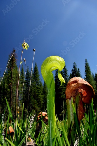 Mountain flowers photo