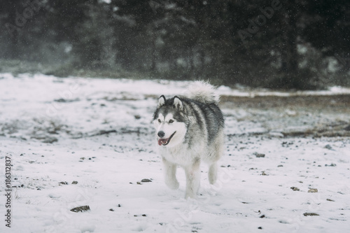 Alaska malamute dog in the snow