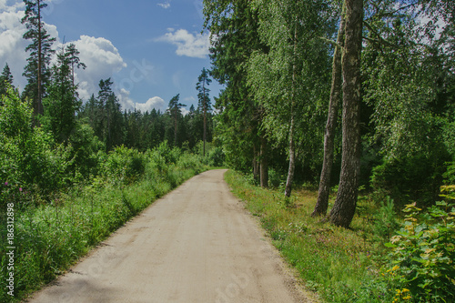 Sandy, empty forest road during sunny summer day. Tranquil landscape background.