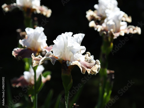 Fototapeta Naklejka Na Ścianę i Meble -  Flowering hybrid iris 
