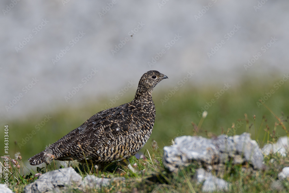 Weibliches Alpenschneehuhn (Lagopus muta) Weibliches Alpenschneehuhn (Lagopus muta)