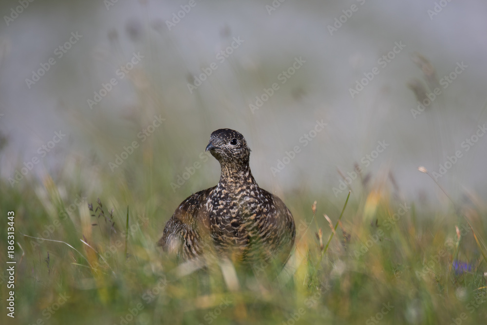 Weibliches Alpenschneehuhn (Lagopus muta)