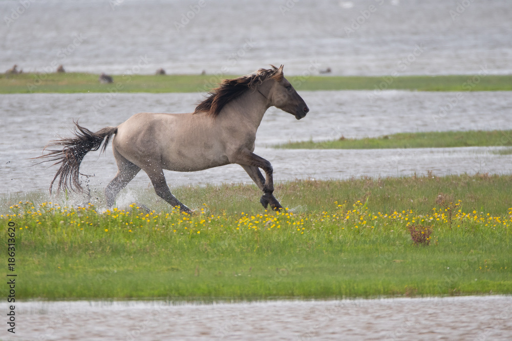 Wildes Konik (Equus caballus) Wildes Konik (Equus caballus)
