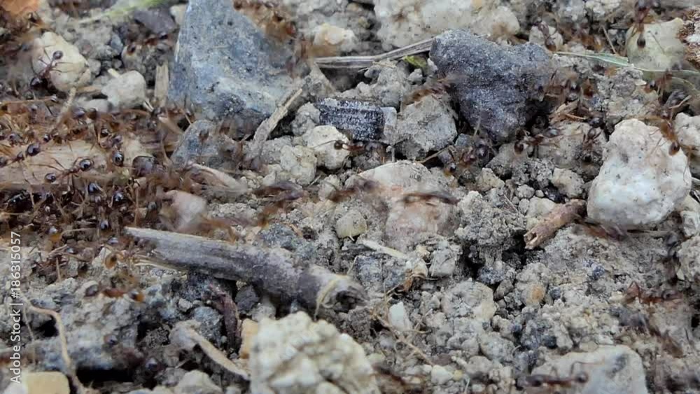 Worker ants carrying food, carcass insect, in tropical rain forest, 4K. Worker ants carrying food, carcass insect, in tropical rain forest, 4K.