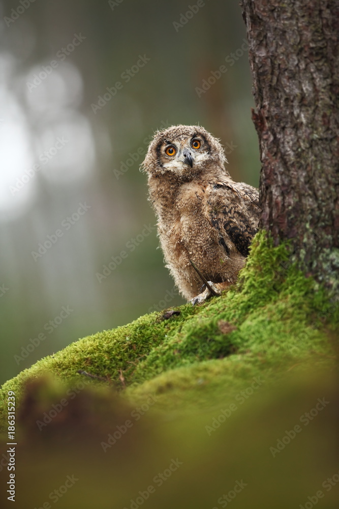 Bubo bengalensis. Autumn nature. Beautiful owl photo. Bubo bengalensis. Autumn nature. Beautiful owl photo.