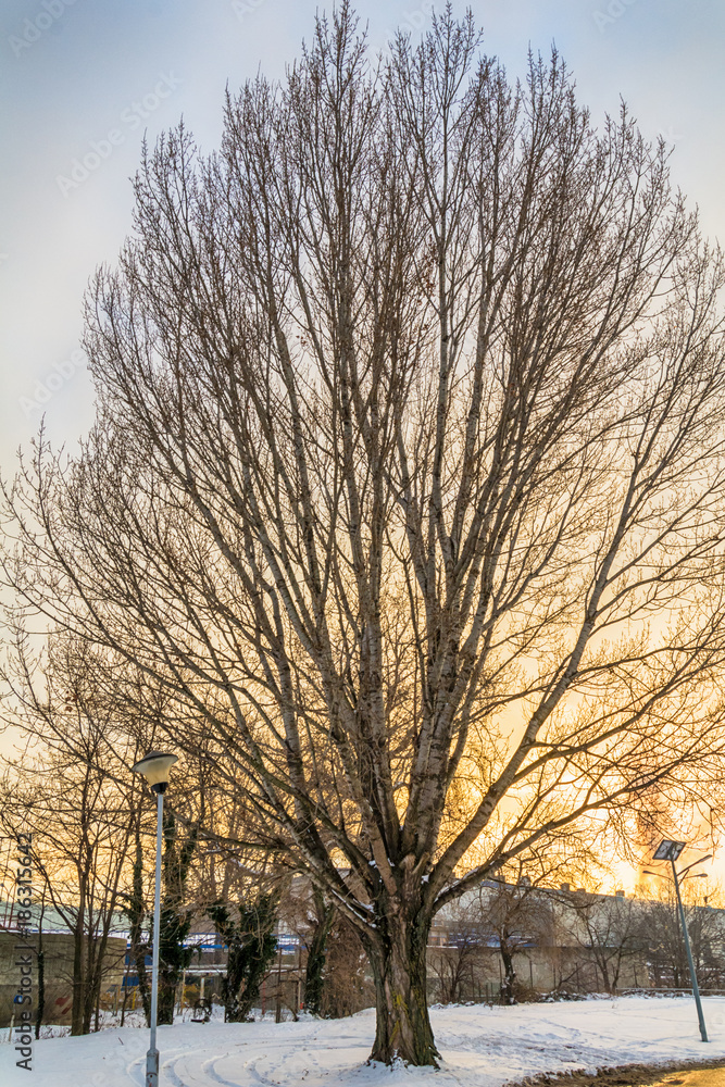 Fototapeta premium bare tree and snowfall