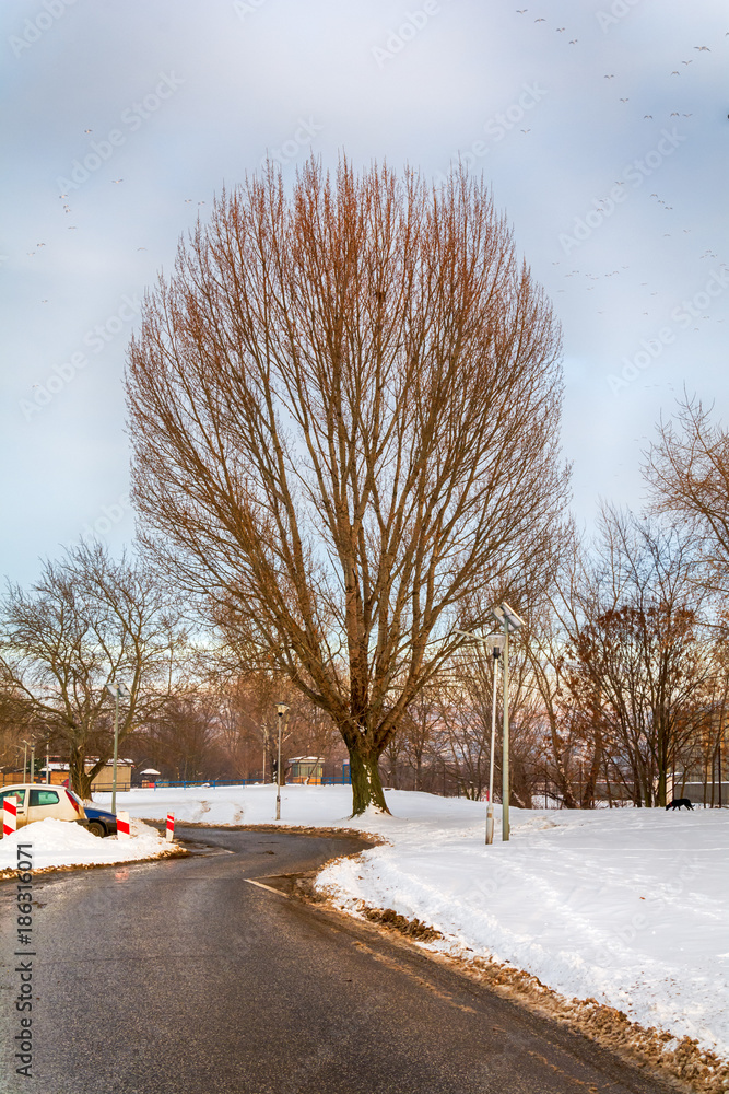 Fototapeta premium bare tree and snowfall