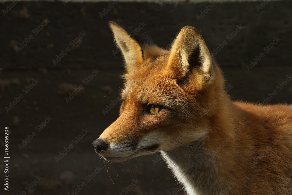 Fototapeta premium Rotfuchs