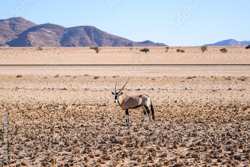 Beautiful Gemsbok, also called Oryx antelope, standing in the Namib Desert in Namibia, Africa, near the town of Lüderitz / Lüderitz. Mountains and train tracks in the background.