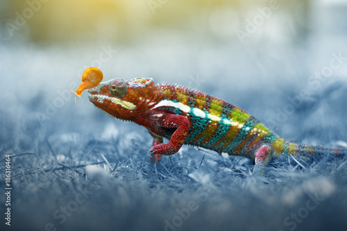 chameleon phanter photo