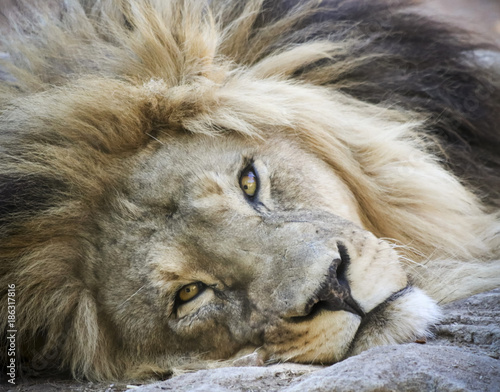 Fototapeta Naklejka Na Ścianę i Meble -  A Portrait of a Male Lion Lounging on the Ground