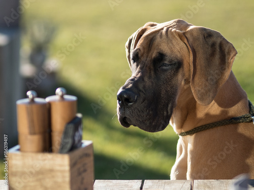 Gold Great Dane Puppy with green grass background looking at party table.