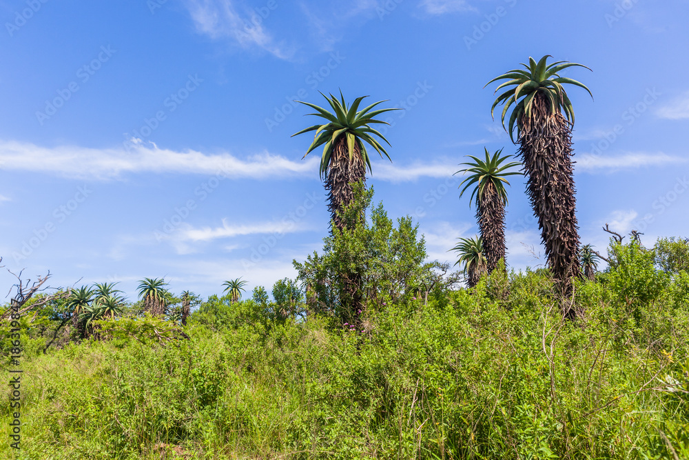 Wilderness Aloes Trees