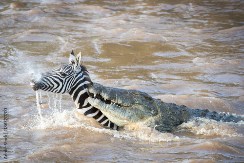 rivercrossing / flußüberquerung - masai mara photo