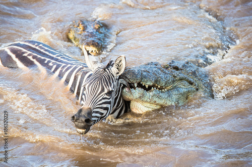 rivercrossing / flußüberquerung - masai mara photo