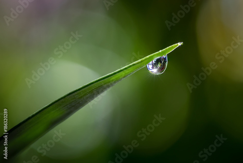 Raindrop on a Leaf