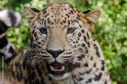 Amur Leopard © Rob