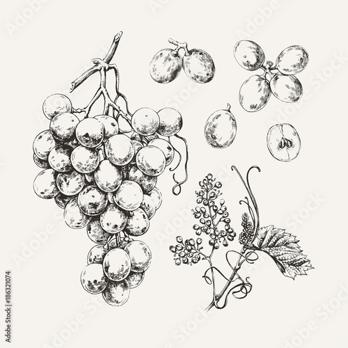 Fototapet Vintage illustration of ink drawn sweet white grape